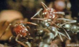 蚂蚁的袭击在线观看,揭秘蚂蚁袭击的生存挑战